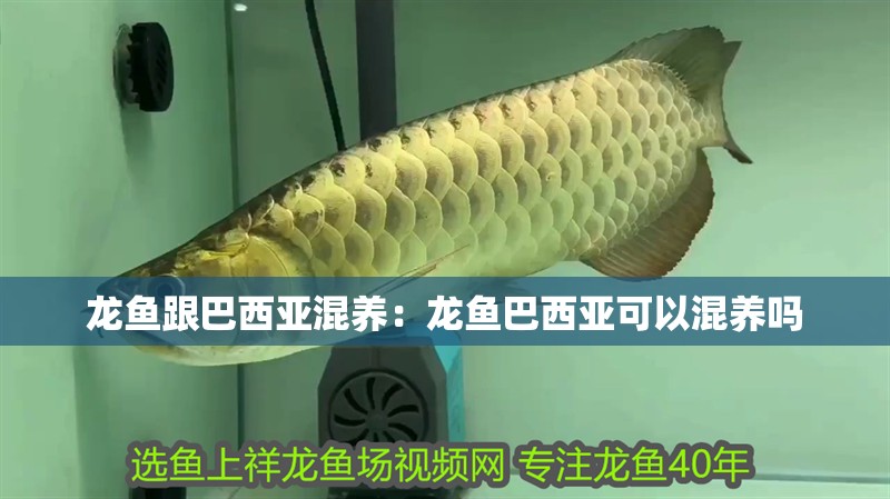 龍魚跟巴西亞混養：龍魚巴西亞可以混養嗎