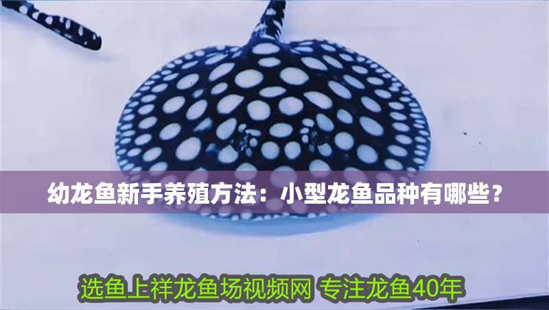 幼龍魚新手養(yǎng)殖方法：小型龍魚品種有哪些？