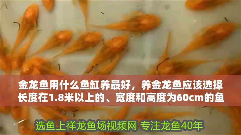金龍魚用什么魚缸養最好,養金龍魚應該選擇長度在1.8米以上的、寬度和高度為60cm的魚缸 魚缸百科 第2張 金龍魚用什么魚缸養最好,養金龍魚應該選擇長度在1.8米以上的、寬度和高度為60cm的魚缸 金龍魚用什么魚缸養最好,養金龍魚應該選擇長度在1.8米以上的、寬度和高度為60cm的魚缸 魚缸百科 第2張