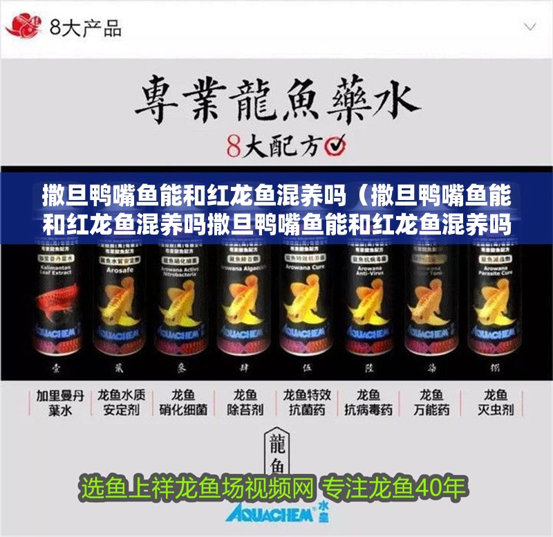 撒旦鴨嘴魚能和紅龍魚混養嗎（撒旦鴨嘴魚能和紅龍魚混養嗎撒旦鴨嘴魚能和紅龍魚混養嗎）