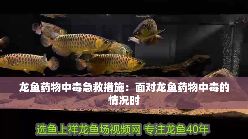 龍魚藥物中毒急救措施：面對龍魚藥物中毒的情況時
