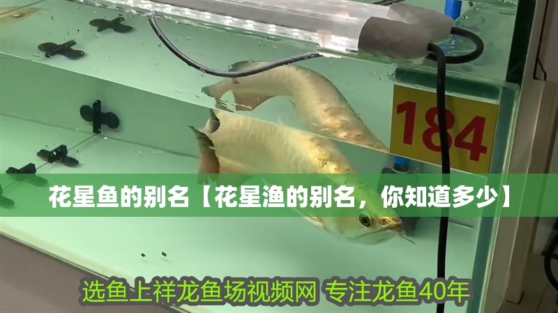 花星魚的別名【花星漁的別名，你知道多少】