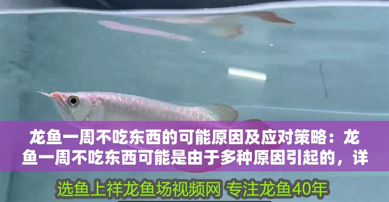 龍魚一周不吃東西的可能原因及應對策略：龍魚一周不吃東西可能是由于多種原因引起的，詳細分析