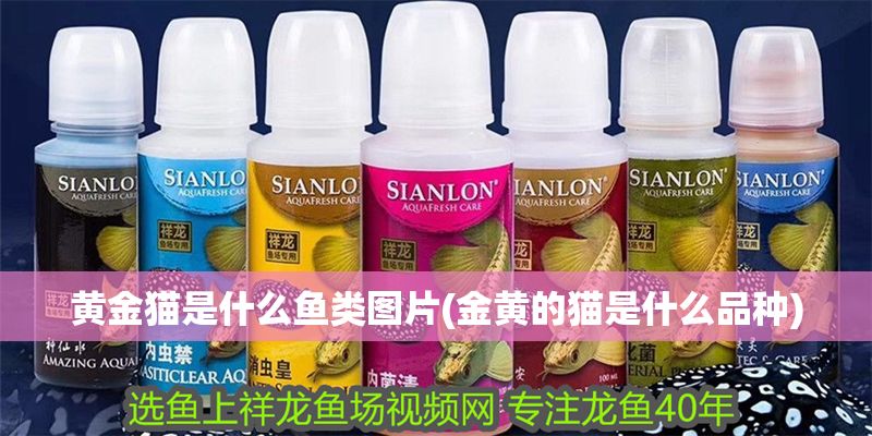 黃金貓是什么魚(yú)類(lèi)圖片(金黃的貓是什么品種)