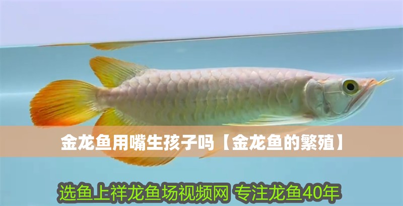 金龍魚用嘴生孩子嗎【金龍魚的繁殖】