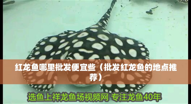 紅龍魚哪里批發便宜些（批發紅龍魚的地點推薦）