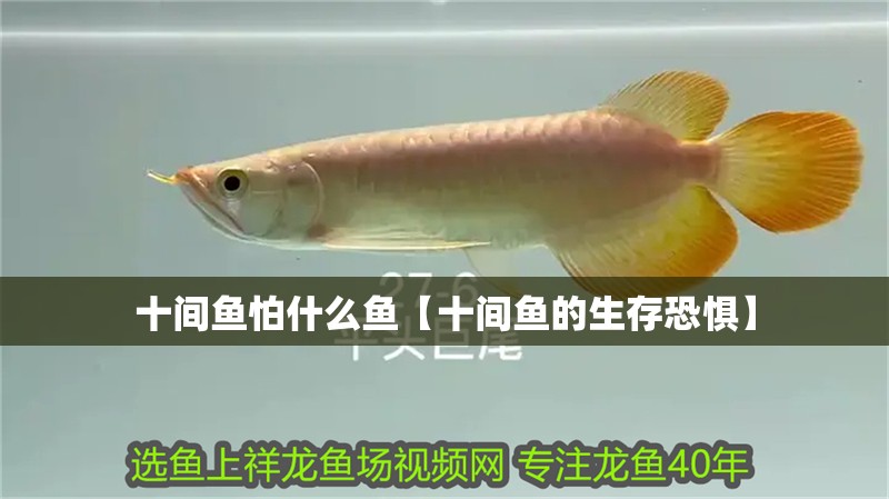 十間魚怕什么魚【十間魚的生存恐懼】