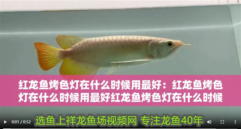 紅龍魚烤色燈在什么時候用最好：紅龍魚烤色燈在什么時候用最好紅龍魚烤色燈在什么時候用最好
