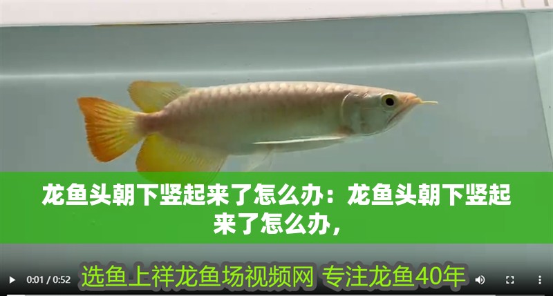 龍魚頭朝下豎起來了怎么辦：龍魚頭朝下豎起來了怎么辦，
