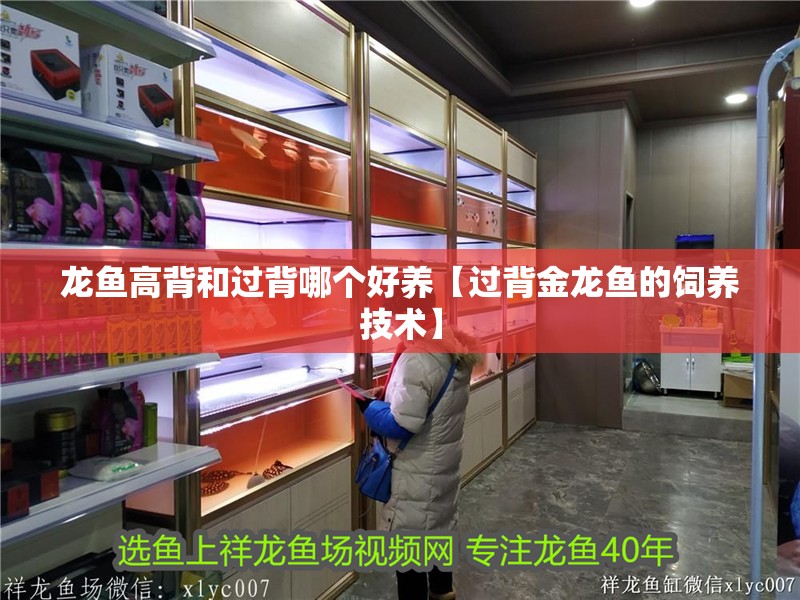 龍魚高背和過背哪個好養【過背金龍魚的飼養技術】