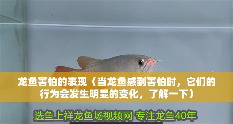 龍魚害怕的表現（當龍魚感到害怕時，它們的行為會發生明顯的變化，了解一下）