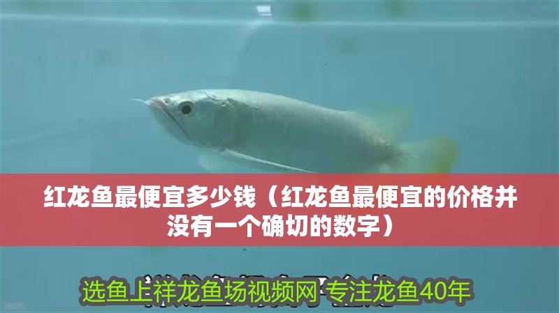 紅龍魚最便宜多少錢（紅龍魚最便宜的價格并沒有一個確切的數字）