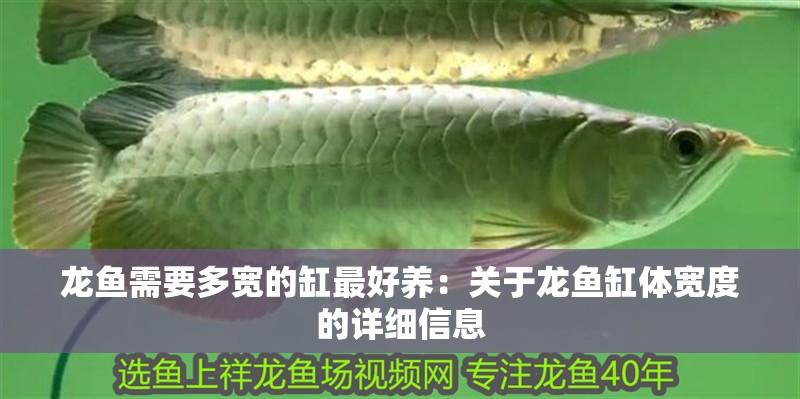 龍魚需要多寬的缸最好養：關于龍魚缸體寬度的詳細信息