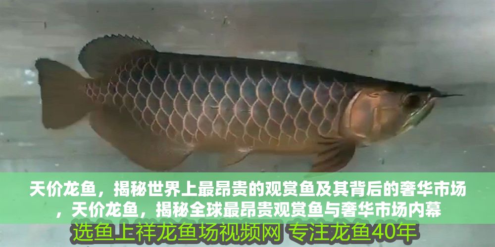 天價龍魚，揭秘世界上最昂貴的觀賞魚及其背后的奢華市場，天價龍魚，揭秘全球最昂貴觀賞魚與奢華市場內幕