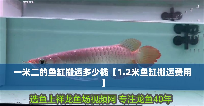 一米二的魚缸搬運多少錢【1.2米魚缸搬運費用】