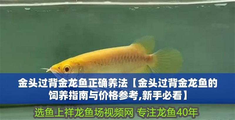 金頭過背金龍魚正確養(yǎng)法【金頭過背金龍魚的飼養(yǎng)指南與價(jià)格參考,新手必看】