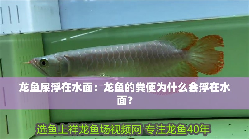龍魚屎浮在水面：龍魚的糞便為什么會浮在水面？
