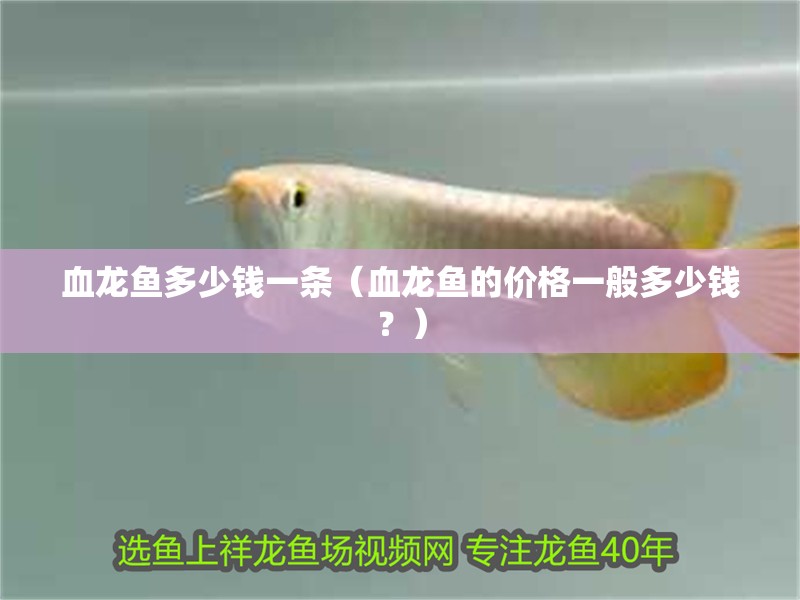 血龍魚(yú)多少錢(qián)一條（血龍魚(yú)的價(jià)格一般多少錢(qián)？）