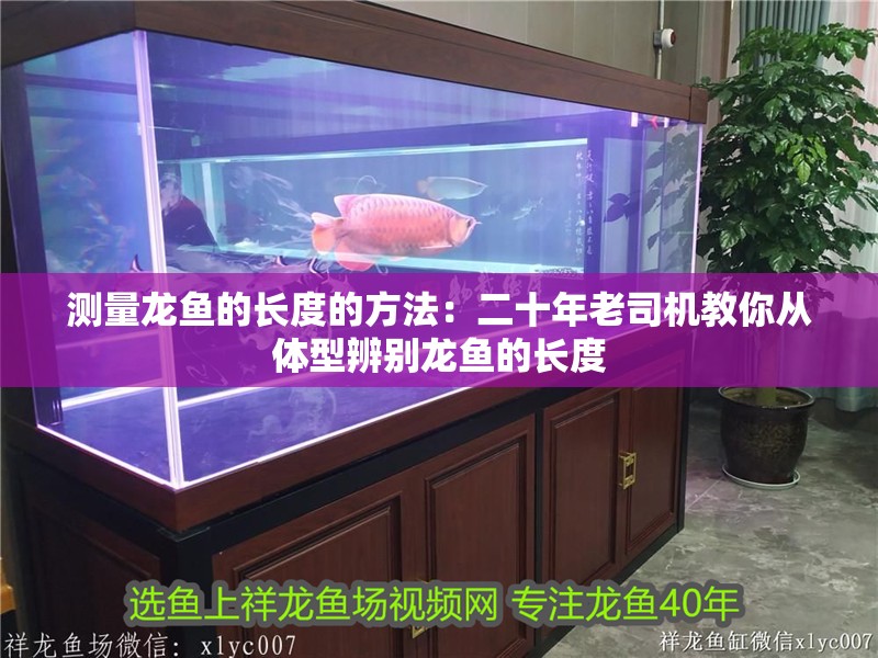 測量龍魚的長度的方法：二十年老司機教你從體型辨別龍魚的長度