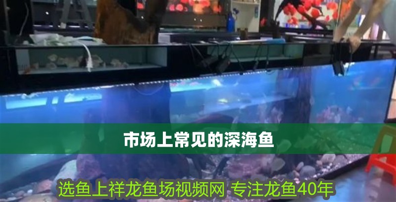 市場(chǎng)上常見的深海魚
