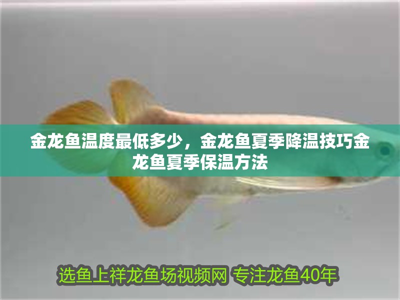 金龍魚溫度最低多少，金龍魚夏季降溫技巧金龍魚夏季保溫方法