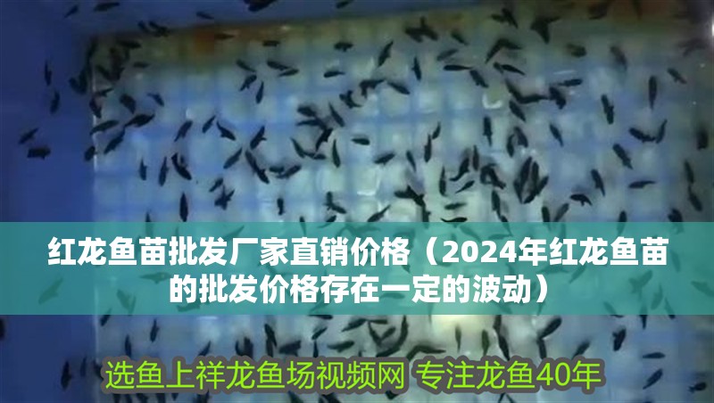 紅龍魚苗批發廠家直銷價格（2024年紅龍魚苗的批發價格存在一定的波動）