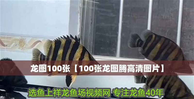 龍圖100張【100張龍圖騰高清圖片】 龍圖100張【100張龍圖騰高清圖片】 龍魚論壇