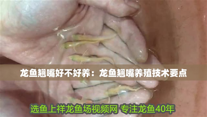 龍魚翹嘴好不好養：龍魚翹嘴養殖技術要點