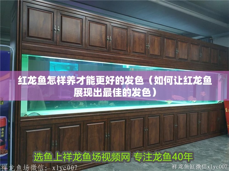 紅龍魚怎樣養(yǎng)才能更好的發(fā)色（如何讓紅龍魚展現(xiàn)出最佳的發(fā)色）