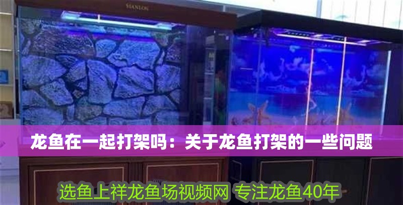龍魚在一起打架嗎：關于龍魚打架的一些問題