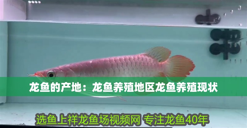 龍魚的產地：龍魚養殖地區龍魚養殖現狀