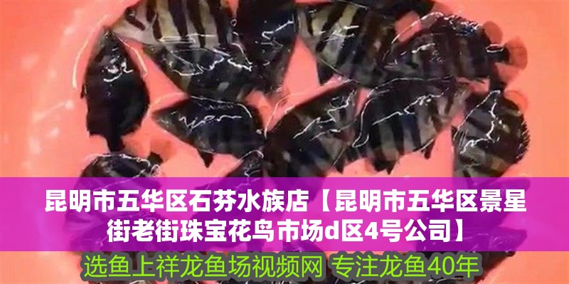 昆明市五華區(qū)石芬水族店【昆明市五華區(qū)景星街老街珠寶花鳥市場(chǎng)d區(qū)4號(hào)公司】