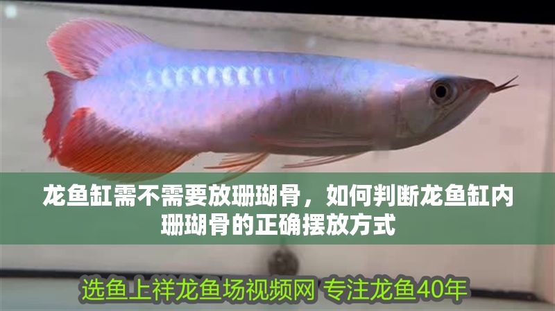 龍魚缸需不需要放珊瑚骨，如何判斷龍魚缸內珊瑚骨的正確擺放方式