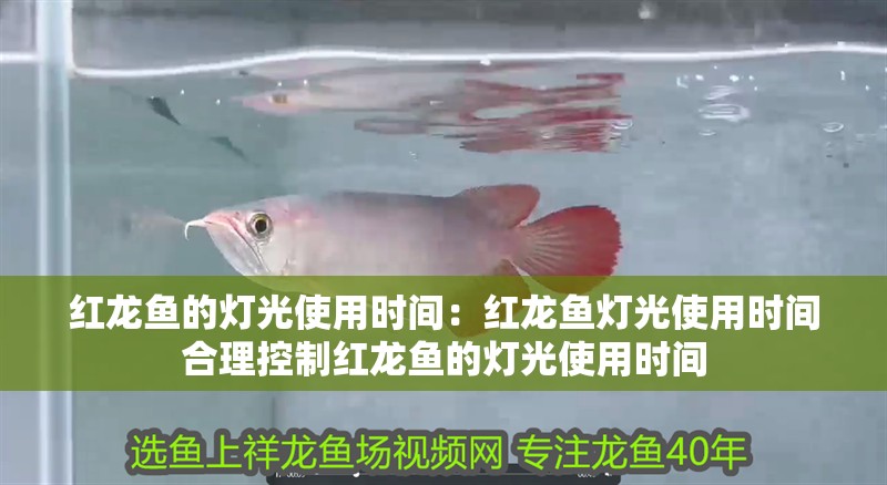 紅龍魚的燈光使用時間：紅龍魚燈光使用時間合理控制紅龍魚的燈光使用時間