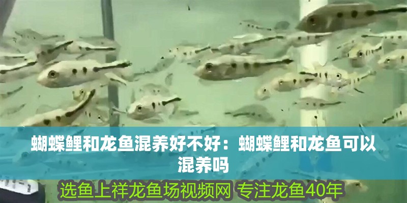 蝴蝶鯉和龍魚混養好不好：蝴蝶鯉和龍魚可以混養嗎