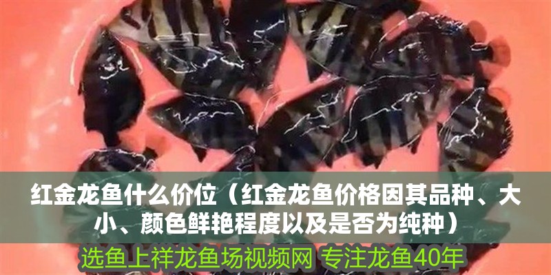 紅金龍魚什么價位（紅金龍魚價格因其品種、大小、顏色鮮艷程度以及是否為純種）