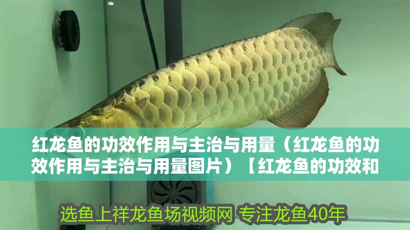 紅龍魚的功效作用與主治與用量（紅龍魚的功效作用與主治與用量圖片）【紅龍魚的功效和作用，紅龍魚的攝入可以提供這些功效和作用】 紅龍魚的功效作用與主治與用量（紅龍魚的功效作用與主治與用量圖片）【紅龍魚的功效和作用，紅龍魚的攝入可以提供這些功效和作用】 龍魚百科