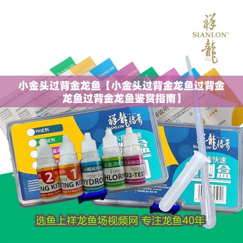 小金頭過背金龍魚【小金頭過背金龍魚過背金龍魚過背金龍魚鑒賞指南】