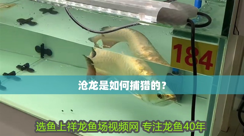 滄龍是如何捕獵的？ 滄龍是如何捕獵的？ 龍魚(yú)論壇