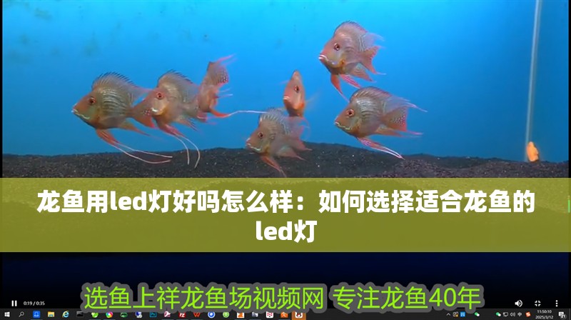 龍魚用led燈好嗎怎么樣：如何選擇適合龍魚的led燈