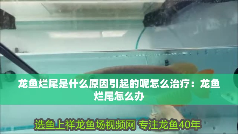 龍魚(yú)爛尾是什么原因引起的呢怎么治療：龍魚(yú)爛尾怎么辦