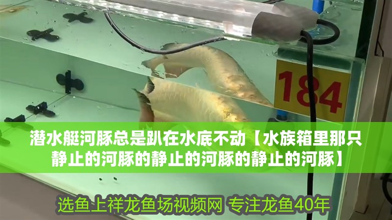 潛水艇河豚總是趴在水底不動(dòng)【水族箱里那只靜止的河豚的靜止的河豚的靜止的河豚】