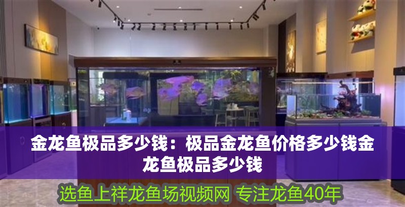 金龍魚極品多少錢：極品金龍魚價格多少錢金龍魚極品多少錢 金龍魚極品多少錢：極品金龍魚價格多少錢金龍魚極品多少錢 龍魚百科
