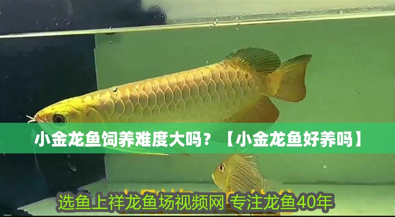 小金龍魚飼養難度大嗎？【小金龍魚好養嗎】