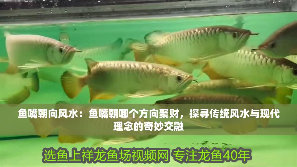 魚嘴朝向風水：魚嘴朝哪個方向聚財，探尋傳統風水與現代理念的奇妙交融