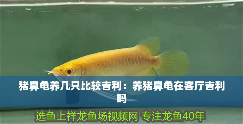 豬鼻龜養幾只比較吉利：養豬鼻龜在客廳吉利嗎