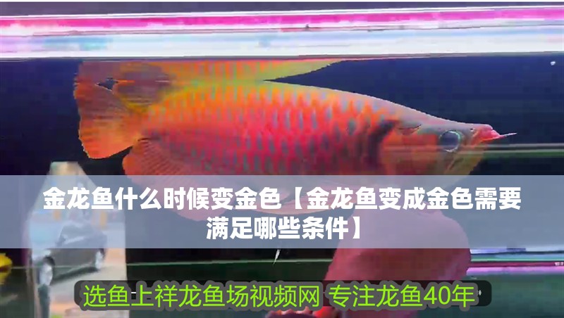 金龍魚什么時候變金色【金龍魚變成金色需要滿足哪些條件】