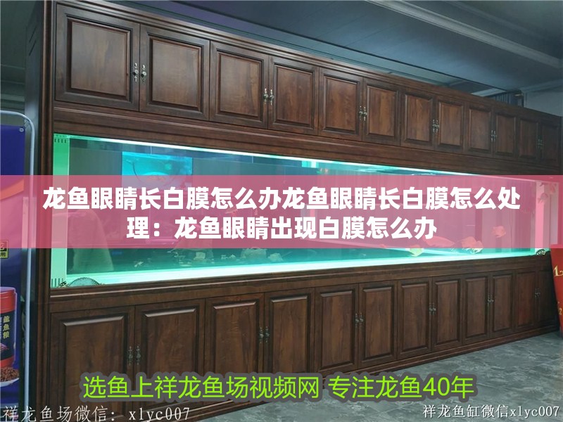 龍魚眼睛長白膜怎么辦龍魚眼睛長白膜怎么處理：龍魚眼睛出現(xiàn)白膜怎么辦