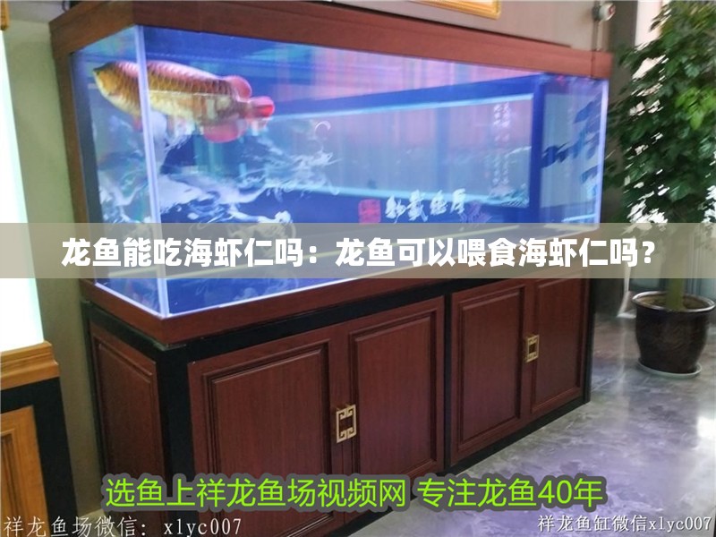 龍魚能吃海蝦仁嗎：龍魚可以喂食海蝦仁嗎？