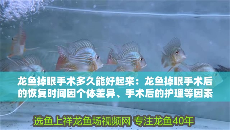 龍魚掉眼手術(shù)多久能好起來：龍魚掉眼手術(shù)后的恢復(fù)時間因個體差異、手術(shù)后的護理等因素不同